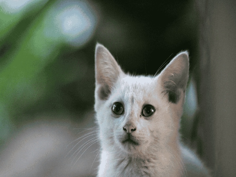 试管匹配美美医生（祖玛龙试管真假）