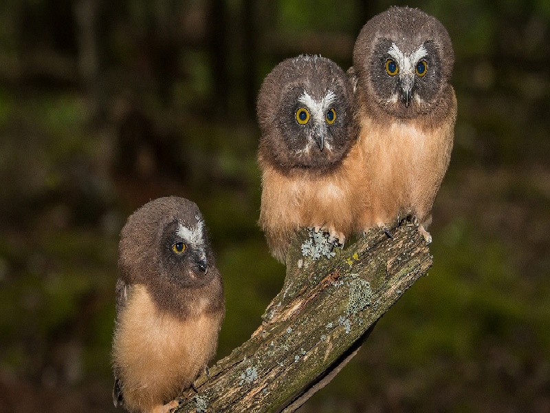 生机无限女子试管（求子做试管失败）